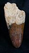 Large Cretaceous Fossil Crocodile Tooth - Morocco #9239-1